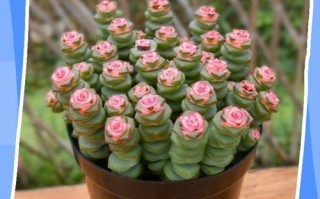 绿铜钱树怎么养？繁殖方法有哪些？