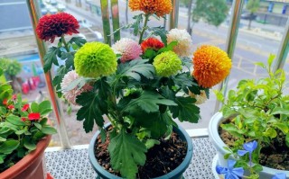 乒乓菊的颜色和养殖方法