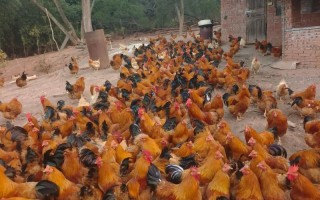 散养肉鸡选什么品种好？