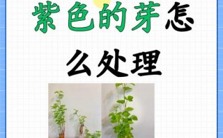 瓜栗最快发芽方法是什么？