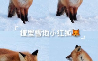 家养狐狸品种有哪些？