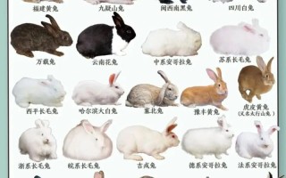 兔繁殖最快的品种是哪个？