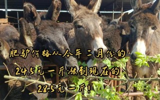 哪些肉驴品种市场好卖？