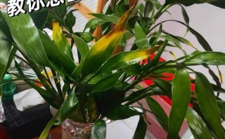 富贵竹叶子发黄怎么办？