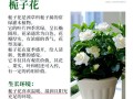 冬季栀子花如何养护才能安全过冬？