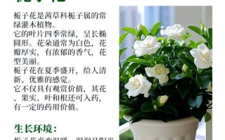 冬季栀子花如何养护才能安全过冬？