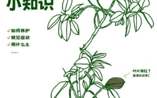 橡皮树浇水施肥要注意什么？