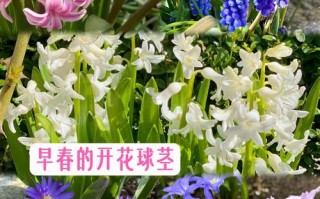 早春室外适合养什么品种鲜花？