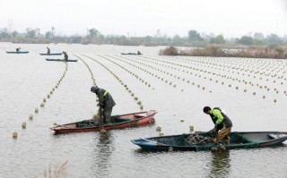 淮南水产养殖大户分布在哪些区域？