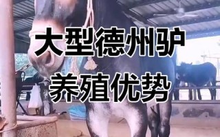 世界上体型最大的驴品种是什么？