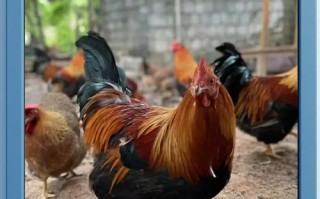 新手养鸡选什么品种鸡好