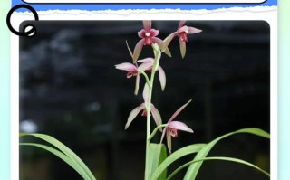 种兰花和养兰花有何关键区别？