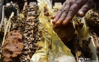 中蜂饲喂酵母片，正确方法是什么？