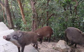 中国哪里的野猪品种最优良？