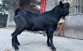 黑山羊品种大全及图片