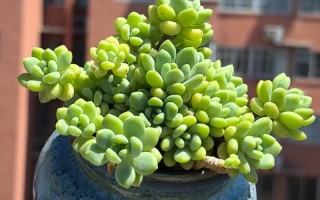 湖北露养多肉，哪些品种能扛？