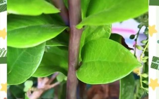 金钱树幼苗冬天怎么养护？