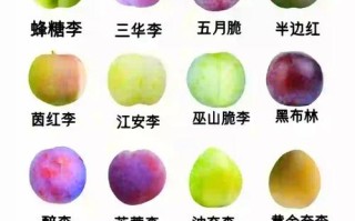 成熟最早的李子品种是哪个？