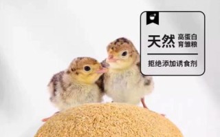 下蛋鸡吃什么饲料好