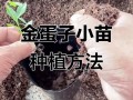 金弹子小苗移栽新方法有何妙招？