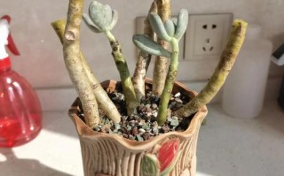 桃美人多肉品种知多少？