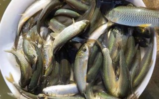 湖北黄岗水产鱼苗批发靠谱吗？