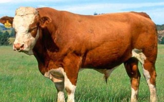 我国主要用哪些牛品种？