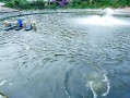 水产养殖解毒哪种方法最好？