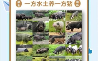 中国培育的12种猪品种有哪些？