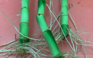 富贵竹怎么截断繁殖？