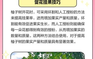 柚子树修剪有哪些关键技巧？