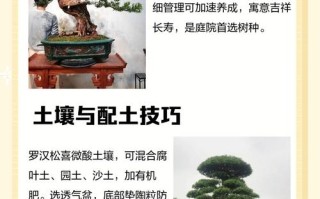 罗汉松扦插怎么弄？图解步骤有哪些？