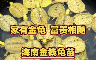 什么品种的金钱龟最贵