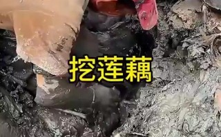 鱼塘淤泥过多怎么办？清淤方法有哪些？