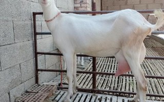 萨能奶山羊为何是最好品种？