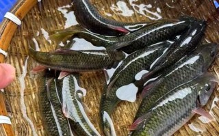 溪水石斑鱼喂什么饲料