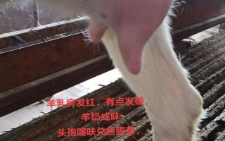 羔羊冬季常见病如何有效治疗？