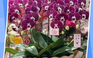 新手养蝴蝶兰，这几点做对了才能活？