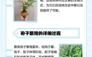 植物人工营养繁殖方法有哪些？