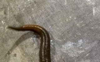 哪种水蛭品种含水蛭素含量高？