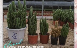 仙人掌哪个品种能解毒？