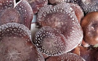 湖南种香菇，哪些品种最合适？