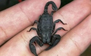 中国蝎子有哪些常见品种？