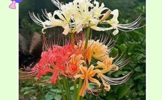 彼岸花冬季怎么养殖方法