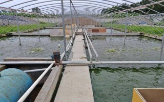 湖北水产乌龟养殖基地规模有多大？