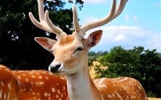优质梅花鹿品种哪里找？