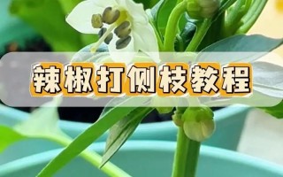 辣椒花怎么养才好？有哪些禁忌需注意？