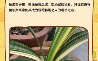 小型君子兰有哪些常见品种？