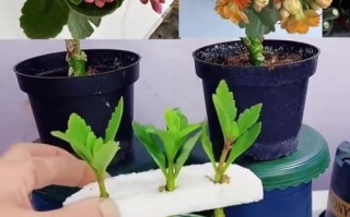 长寿花浇水方法是什么？