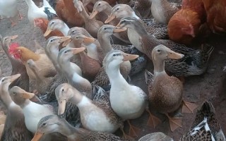 自家养的土鸡土鸭吃什么饲料